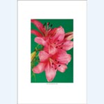 picture of Flower
